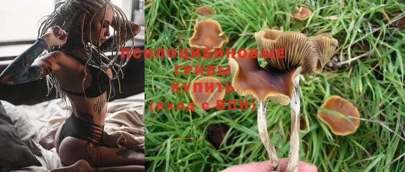 МЕГА маркетплейс  Кущёвская  Галлюциногенные грибы MAGIC MUSHROOMS 